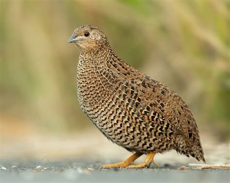 Bird Quail Feathers - Free photo on Pixabay - Pixabay