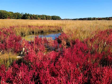 Glasswort-(Salicornia europaea) - The Great Bay National Estuarine ...