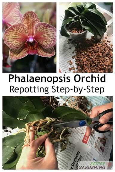 Orchid Propagation Tips And Techniques: A Step-by-Step Guide - [Updated January 2024 ]