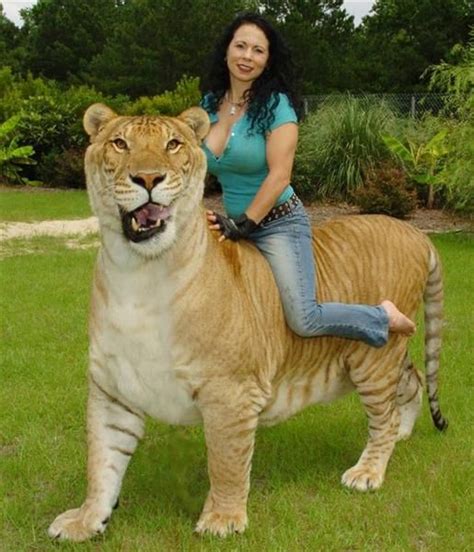 This is a liger -- for real -- the result of a male lion mating with a female tiger. I had to ...