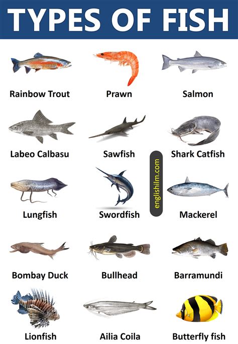 Types of Fish from All Around the World | 45 Types of Fish | Types of ...