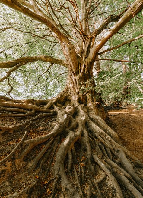 PETER WOHLLEBEN on the Hidden Life of Trees — FOR THE WILD