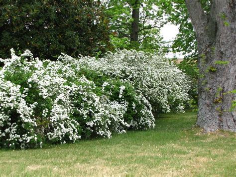 flowering privacy hedges - Google Search Garden Shrubs, Flowering Shrubs, Shade Garden ...