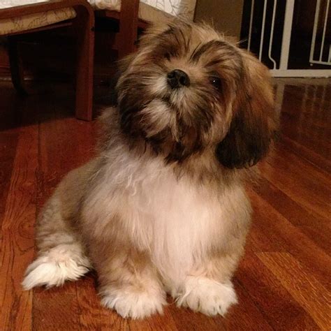 Lhasa Apso Puppies For Sale | Pittsburgh, PA #257571