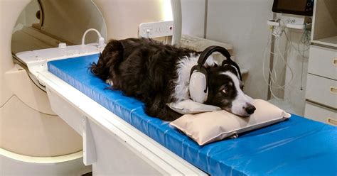 Dogs understand foreign language, brain scans show