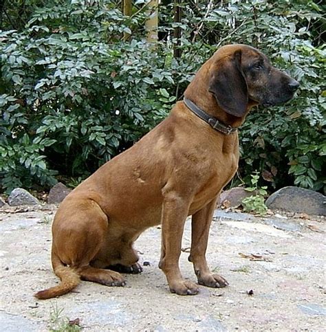 Bavarian Mountain Hound Info, Training, Temperament, Puppies