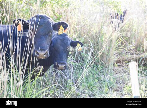 Portrait of aberdeen angus cattle on free range organic farm Stock ...