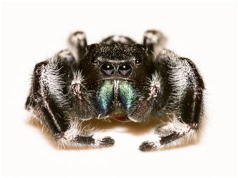 Jumping Spiders: Do They Bite? Are They Poisonous?