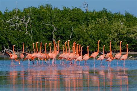 Merida Small-Group Full-Day Flamingo Nature Reserve Tour 2024