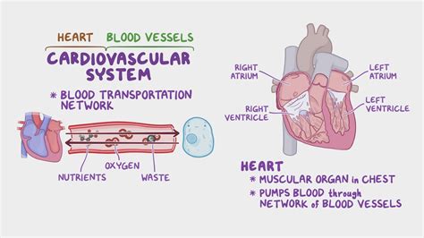 Aortic Regurgitation: What Is It, Causes, Diagnosis, Treatment, and More | Osmosis