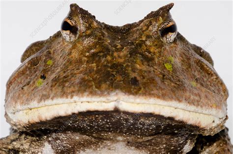 Amazonian Horned Frog (Ceratophrys cornuta) - Stock Image - C050/4693 - Science Photo Library