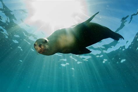 Diving with New Zealand Fur Seals (Kekeno) | DiveHQ Christchurch