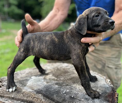 Mountain Cur Puppies For Sale | LaFollette, TN #450334