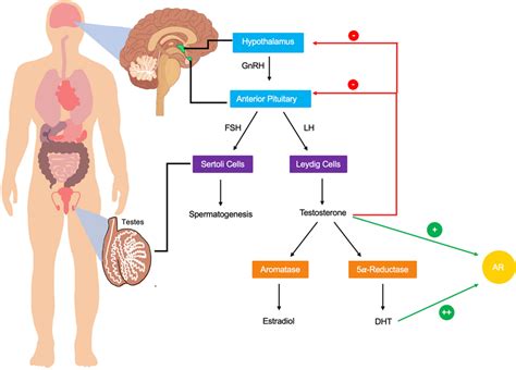 Regulation and metabolism of testosterone. Testosterone production... | Download Scientific Diagram