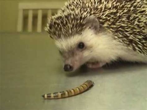 Hedgehog Eating a Superworm Exotic Pet Vet Unedited and Uncut Video ...