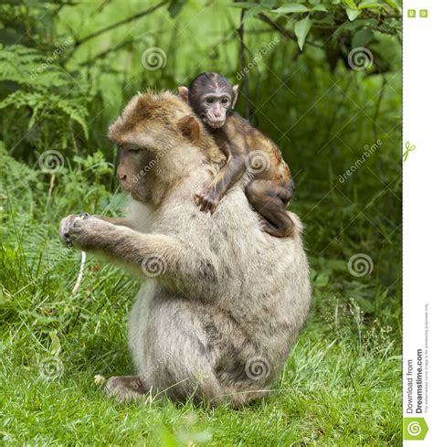 Barbary Macaques. stock photo. Image of species, algeria - 74684672