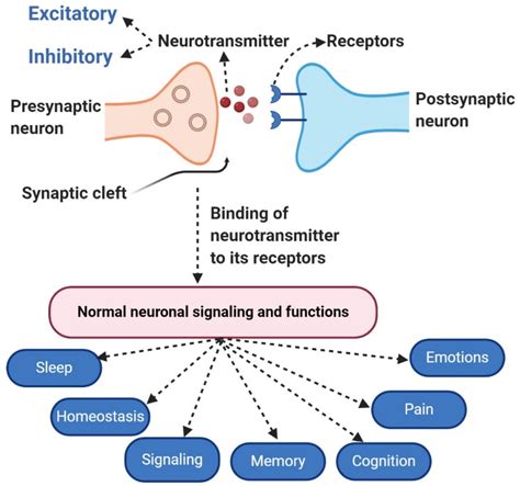 A Neurotransmitters Thar Influences Mood And Regulates Food Intake ...