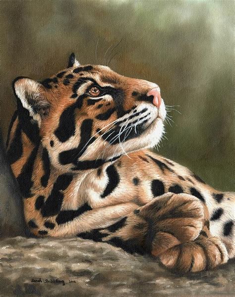 Clouded leopard by Sarah Stribbling | Clouded leopard, Leopard painting, Wildlife art