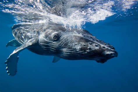 Avistamiento de ballenas jorobadas: 5 consejos para vivir esta experiencia