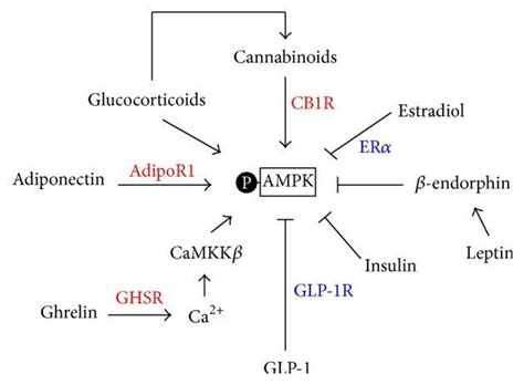 AMPK and its impact on healthy living. Methods for increasing and dec… | Ampk activator ...