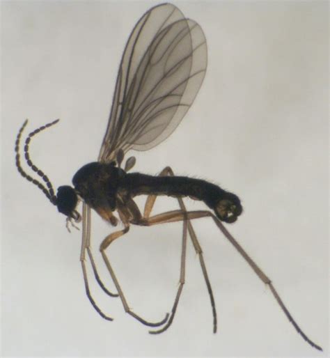 Fungus Gnats | Oklahoma State University