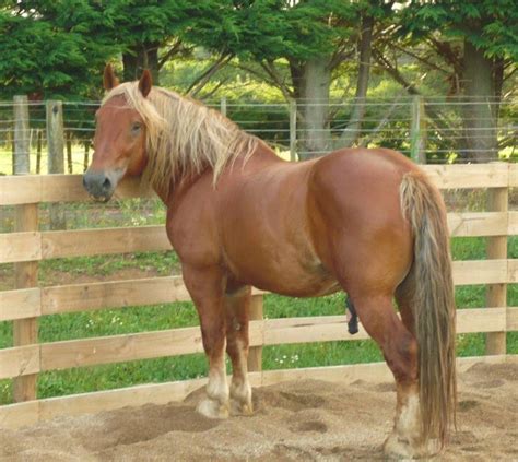 Suffolk Punch Horse Breed Information, History, Videos, Pictures