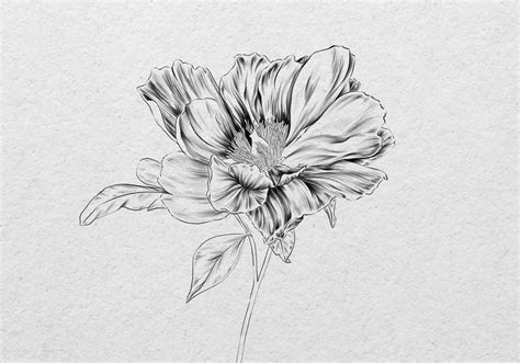 Sketch Realistic Sketch How To Draw A Flower - Sitting down and creating a realistic drawing can ...