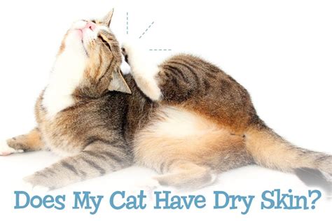 Does My Cat Have Dry Skin? - Miami Pet Concierge