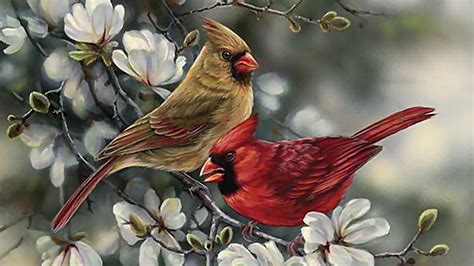 🔥 [68+] Cardinal Bird Wallpapers | WallpaperSafari