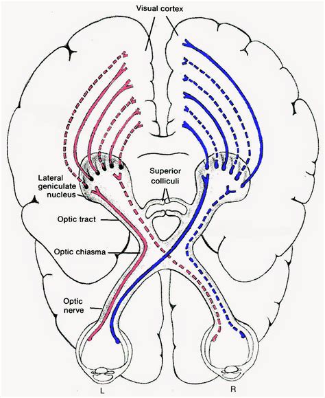 Deniz Yuret's Homepage: On the emergence of visual cortex receptive ...