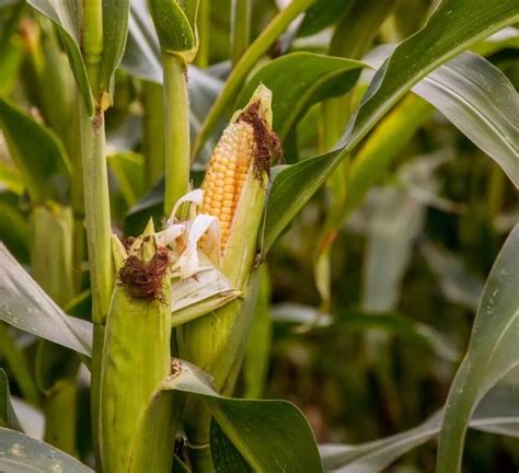 Maize is an annual herb of the grass family. Compared with traditional ...