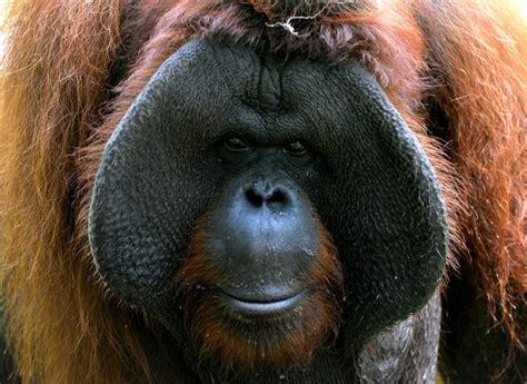 Bank of England could swap animal fat for rainforest-killing palm oil