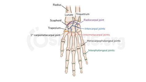 Joints of the wrist and hand | Osmosis