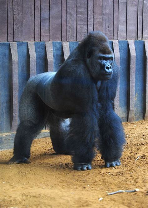 Gorilla escapes at London Zoo - Photo 1