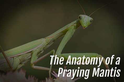 The Anatomy of a Praying Mantis - Arachnifiles