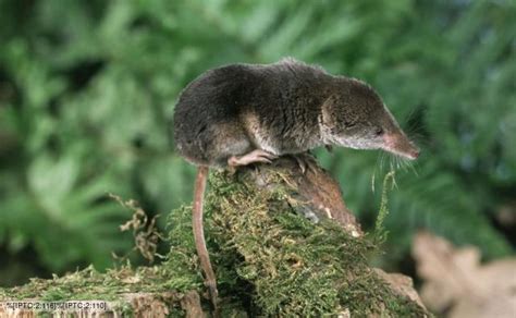 BBC Nature - Common shrew videos, news and facts