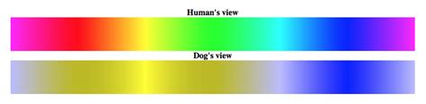 Are Dogs Color Blind? Side-by-Side Views – American Kennel Club