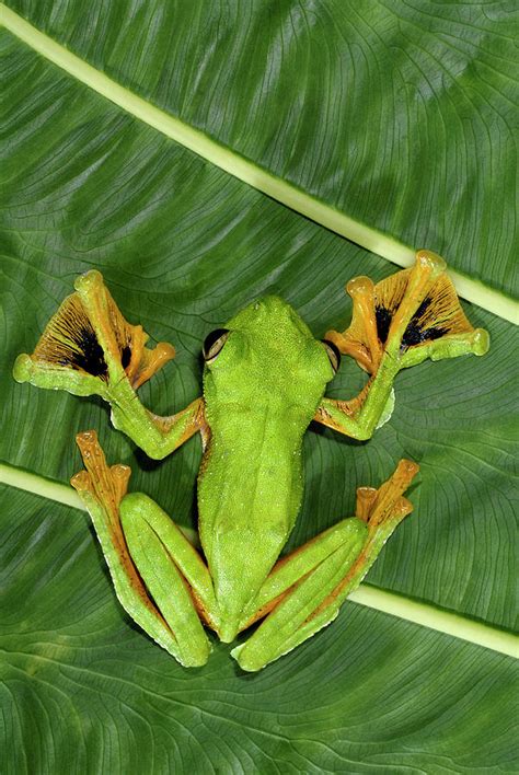 Wallace's Flying Frog Photograph by Sinclair Stammers/science Photo Library - Fine Art America