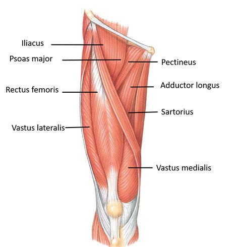 Anterior Compartment of Thigh – Anatomy QA