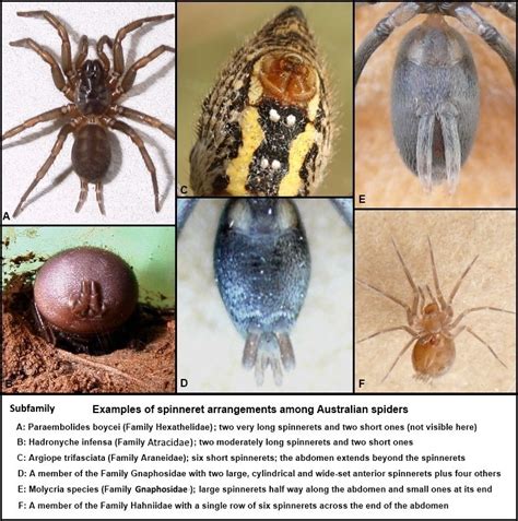 Useing Their Spiders Spinnerets