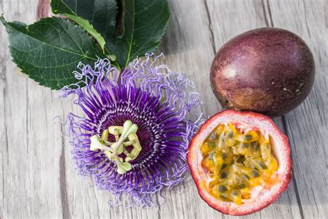 Passiflora Purple Possum Passion Fruit Edible Passion | Etsy