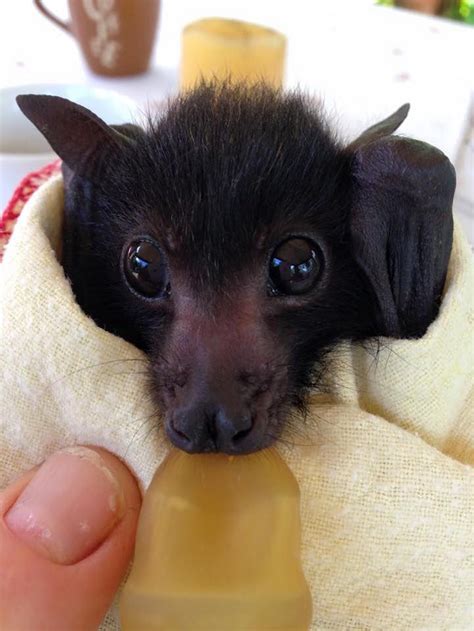 Adorable orphaned baby bats cared for by australian bat clinic – Artofit