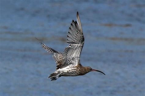 Eurasian curlew (Numenius arquata)