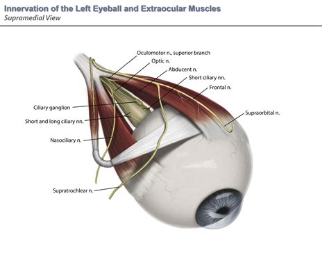 Ciliary Ganglion: Anatomy, Function, and Treatment