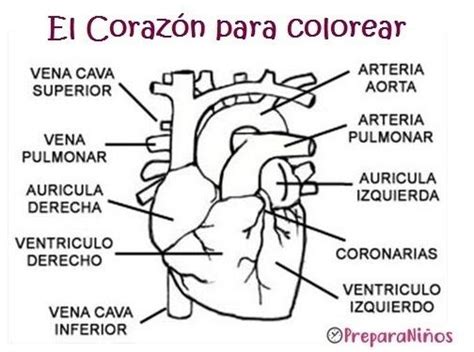 Partes Del Corazon Para Colorear | Dental hygiene school, Medical ...