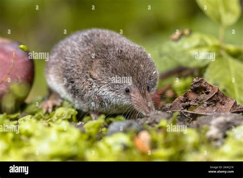 Pygmy shrew hi-res stock photography and images - Alamy