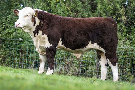 Hereford bull calf sells for £13,000 - Hereford Cattle Society