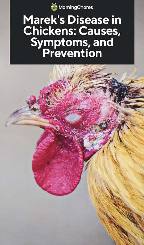 Marek's Disease in Chickens: Causes, Symptoms, and Prevention ...