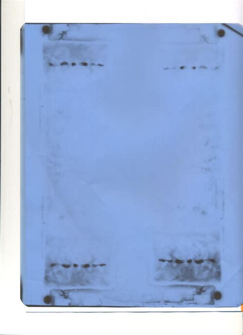 After transferring on to a membrane step in western blot, my marker and ...