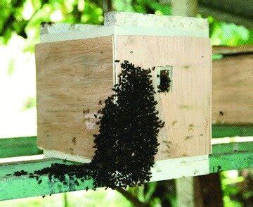 The drone congregation under study at the front of a wooden hive. | Download Scientific Diagram